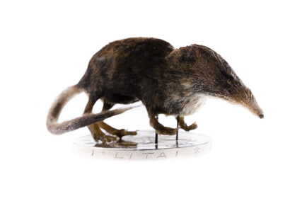 Mammals. Courtesy of Tadas Ivanauskas Zoological Museum