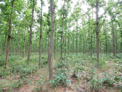 Net-zero goals entail massive plantations, which can never replace lost natural forests & often dispossess traditional land users © Ashish Kothari