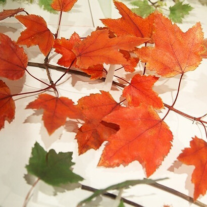 Glass Flowers. Courtesy of Harvard Museum of Natural History 