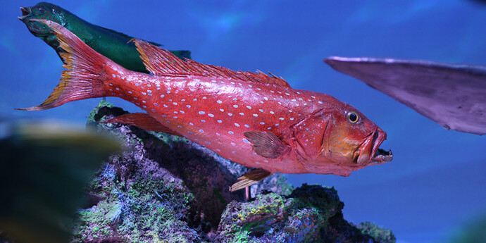 Atlantic Indo Pacific. Courtesy of Grigore Antipa National Museum of Natural History