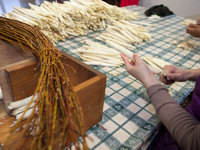 Pulitura e legatura degli asparagi a mazzi