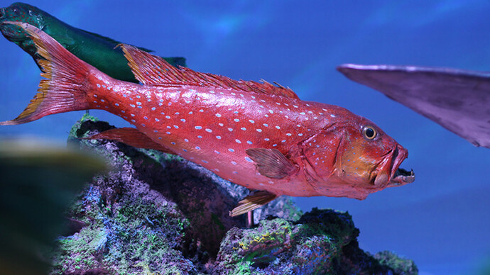 Atlantic Indo Pacific. Courtesy of Grigore Antipa National Museum of Natural History