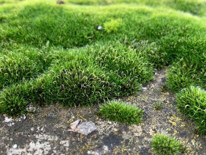 Dal punto di vista tassonomica, i muschi sono collocati fra le alghe e le felci