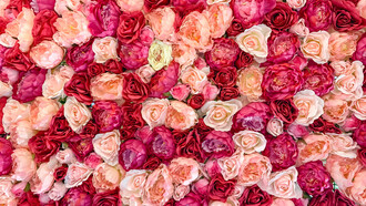 Un sacro inno alla divina rosa 