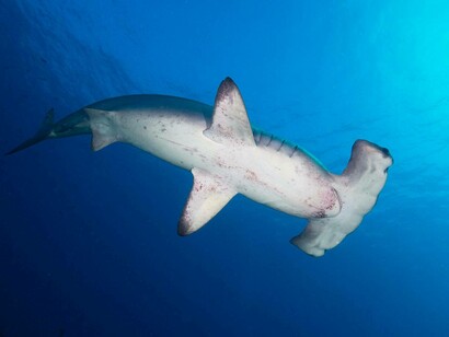 Esemplare di squalo martello smerlato (Sphyrna lewini)