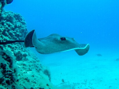 Fondo marino en Tenerife. Foto: Federico Palomo, Blue Bottom Diving