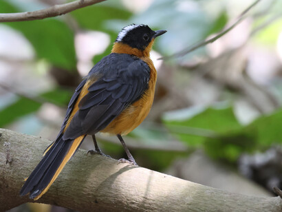 Snowy-crowned robinchat in Farasuto, The Gambia © Gehan de Silva Wijeyeratne
