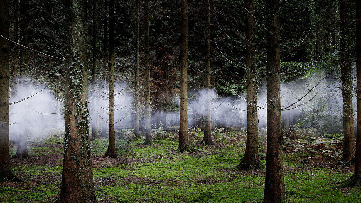 Ellie Davis, Between the Trees