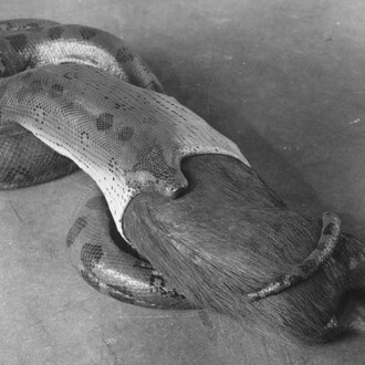 Anakonda, ausstellungsstück. Mit freundlicher genehmigung des Senckenberg Naturmuseums