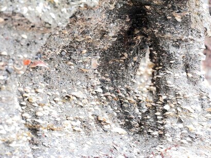 As conchas nos sambaquis evidenciam uma dieta rica em moluscos, indicando a importância do mar para esses povos