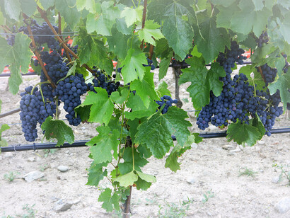 Viticultura en un viñedos italiano