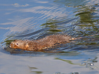 Water Vole, RSPB Rainham Marshes © Gehan de Silva Wijeyeratne