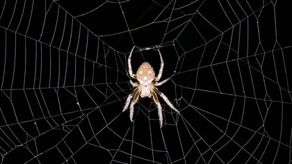 Una araña en su tela