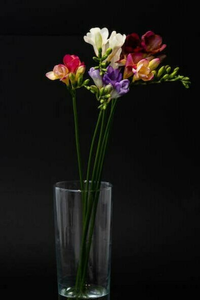 Elisa fece per estrarre un mazzo di fiori dalla borsa, ma la sorella la bloccò e chiese di occuparsene lei. Il suo modo di levare i petali secchi sparpagliandoli in giro con la mano le sembrò profano, ma non protestò