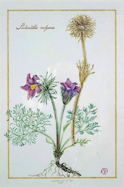 Mariella Busi, Watercolour