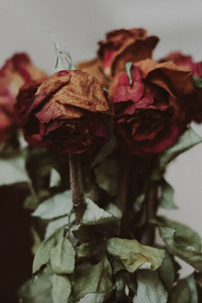 Rosas muertas por desencantamiento
