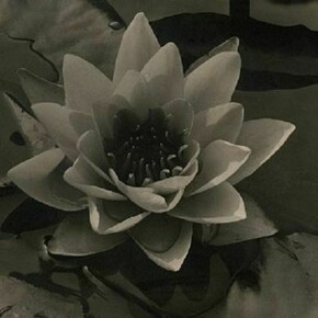 Alma Lavenson, Waterlily, 1932, Vintage gelatin silver print, 7 3/8 x 9 11/16 inches