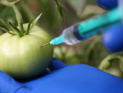 A scientist injecting a syringe into a tomato to demonstrate genetic engineering in agriculture, focusing on gmo food production and genetically modified crops used in farming