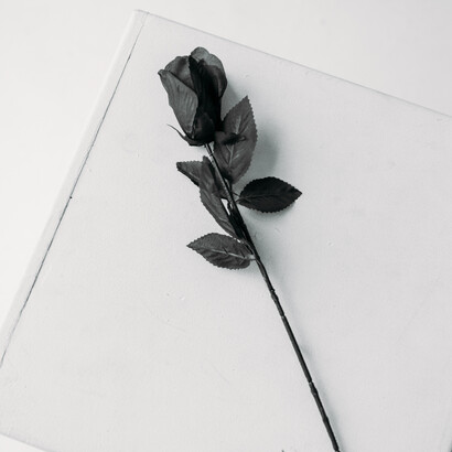 A rosa, o tempo e passagem da vida