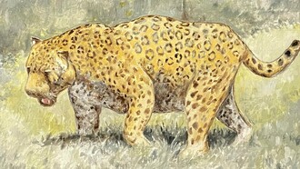 "Tigre mariposo", óleo sobre lienzo, Harold Skinner, 1990