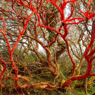 Sari Soininen, Dimension 9, from the series Transcendent country of the mind, 2020. Courtesy of Aboa Vetus and Ars Nova