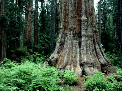 Parque Estatal Calaveras Big Trees, Gruta de Calaveras. Nótese la base de un Sequoia Gigante relativamente joven. Foto: Jorge M. González
