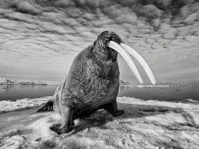 Whiteout: Visions from an Eternal Winter. Courtesy of Paul Nicklen Gallery