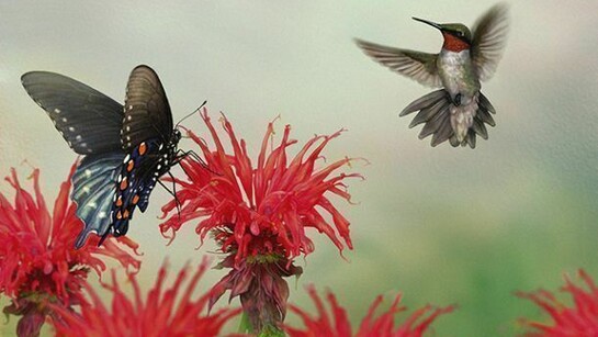 Stephanie Rozzo, Monterey, California, USA, Ruby–throated Hummingbird, Pipevine Swallowtail, Scarlet Bee–balm, (Archilochus colubris, Battus philenor, Mondarda didyma), Scarlet Pollinators, Digital (entirely), 2013, 14x11 in (35.5x27.9 cm)