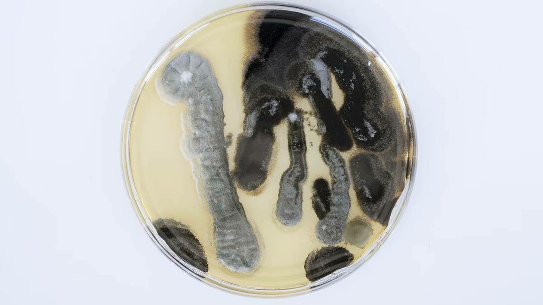 Kelvin Haizel, Unseen allies. A set of ten petri dishes with cultured microbes, 1885-2026. Courtesy of FOMU Foto Museum