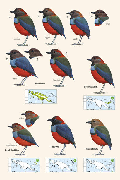 Pittas from 'Birds of New Guinea' by Lynx Edicions