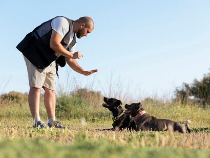 A dog trainer helping a dog navigate an obstacle course, demonstrating the power of consistent training and rewards for both puppies and life goals
