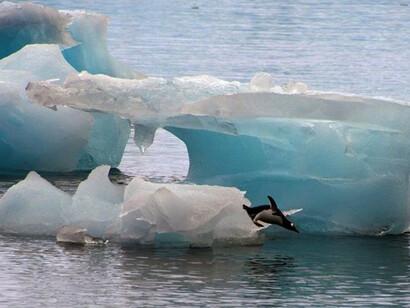 Global warming effect