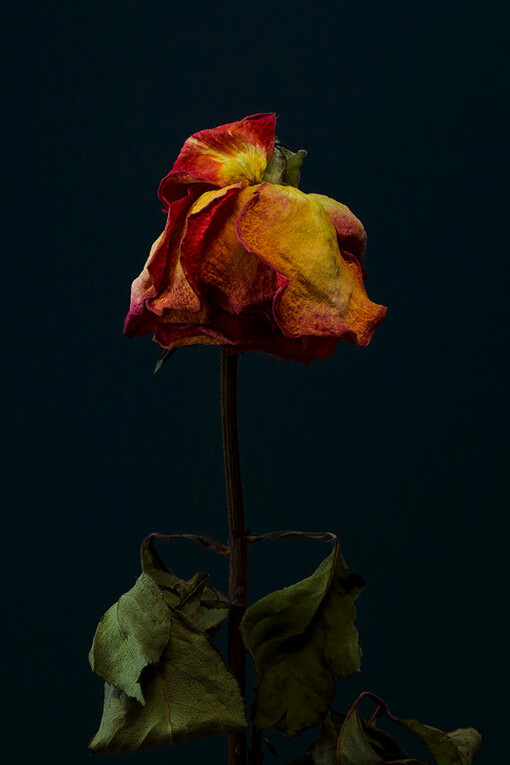 David Sykes; Serie fotográfica «A dozen dead roses». Una de las muertes más desalentadoras en la naturaleza es la de la flor; nos tira las alas del corazón