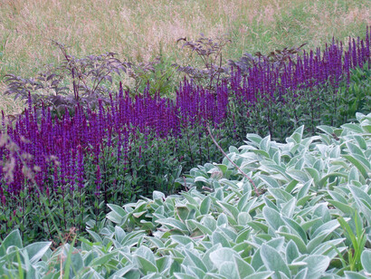 Salvia officinale