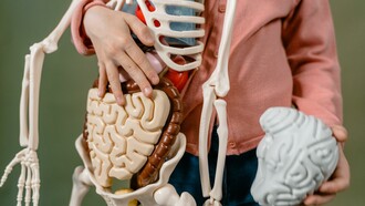 Temos neurônios não apenas no cérebro em nosso crânio, mas também em nosso intestino