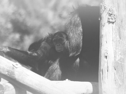 The lack of freedom probably sharpens the wits of chimpanzees