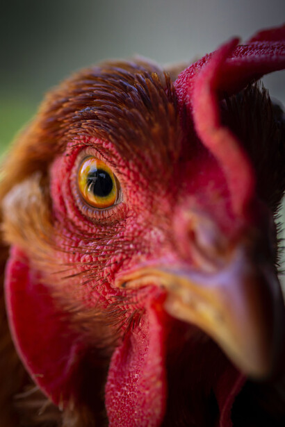 Gallo. Per un attimo sorrido pensando alla bellezza e alla perfezione della natura. Un altro canto del gallo, sorrido di nuovo. Al terzo già sto pensando di andare al minimarket a comprare un fucile…
