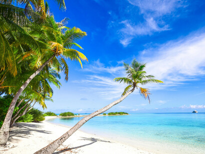 In Laamu Atoll, Maldives, lush green trees stand gracefully along the seashore beneath a bright blue sky
