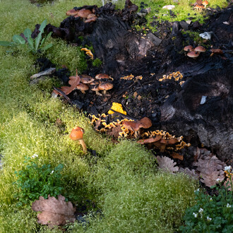 Wim Wenders, Wald IV (detail), 2020, 2025. © Wenders Images. Mit freundlicher genehmigung der Bastian Gallery