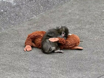 Punch aparece deitado no chão, encolhido e abraçado ao seu orangotango de pelúcia, em uma postura que revela fragilidade e busca por conforto. Mesmo sem compreender totalmente sua dor, reconhecemos ali um sentimento profundamente humano, o de não pertencer