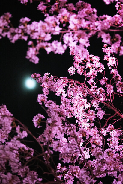 Ninagawa Mika, Untitled, 2021. Courtesy of the Photographers' Gallery