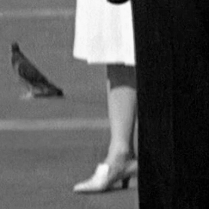 Taryn Simon, Italy (detail); 00:40:55 Venice, Italy. 1979, Birds of the West Indies, 2014 © Taryn Simon, 2014. Courtesy of the artist and Almine Rech Gallery