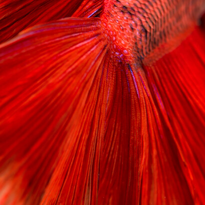 Brunella Costa, Immersion 2, part of a triptych