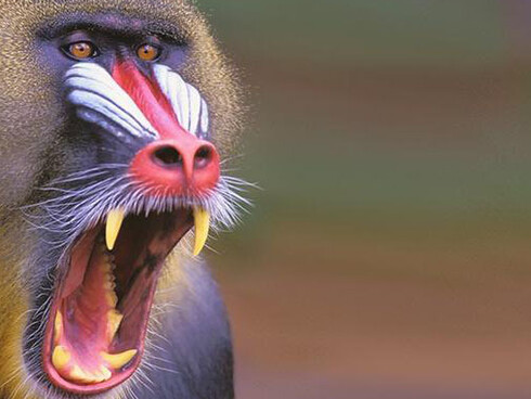 Monkeys. Courtesy of Royal Belgian Institute of Natural Sciences