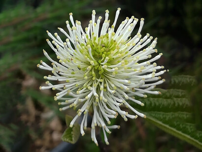 Fothergilla major