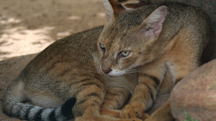 Jungle Cat despite its name favours grassslands. Image taken at Colombo Zoo © Gehan de Silva Wijeyeratne