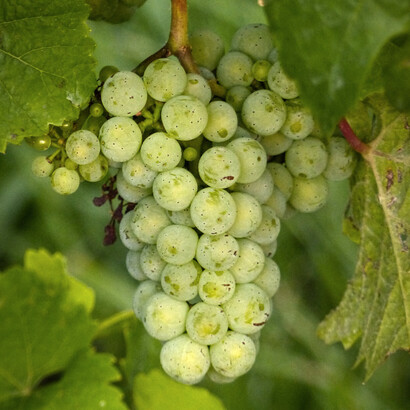 I abhorred chardonnay because, when I was younger, I sampled at least ten and they were all detestable
