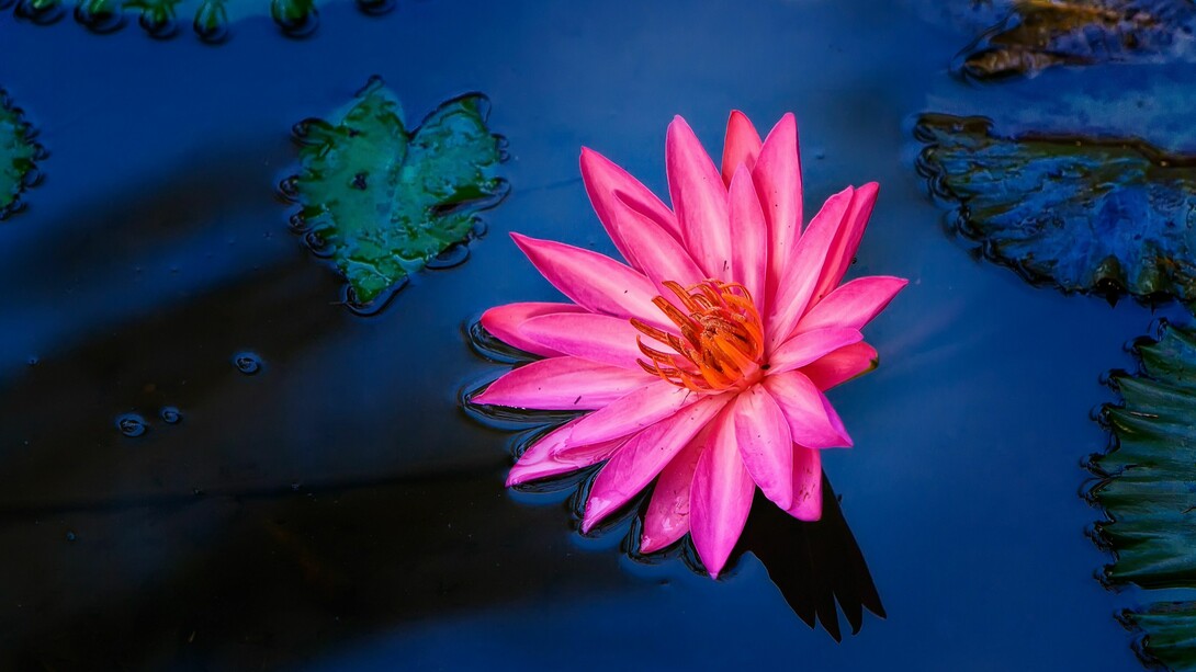 Il fiore del loto rappresenta i 5 elementi energetici e filosofici creativi dell’universo