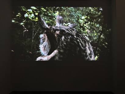 Donna Conlon, Listen to the hummingbird, exhibition view. Courtesy of Galería Espacio Mínimo