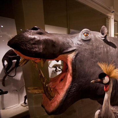 Africa Gallery. Courtesy of Harvard Museum of Natural History